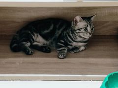 -藏猫猫咖啡主题馆(中央大道店)