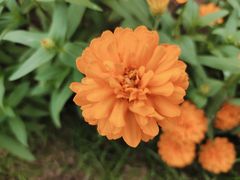-东莞植物园