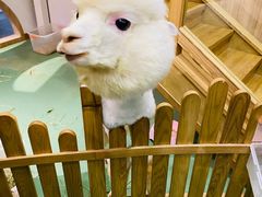 -藦茜花园宠物主题亲子互动体验馆(国顺东路店)