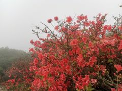 -梧桐山风景名胜区