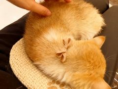 -小猫来了·猫咪专售(红山六九七九店)