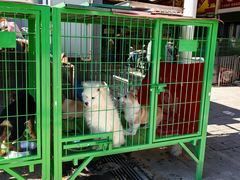 -中环花鸟鱼虫市场