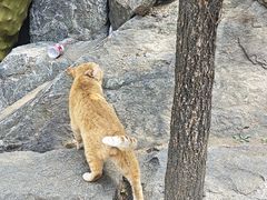 -泰山风景名胜区