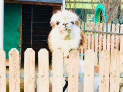 -萌宠亲子动物乐园(槐房万达店)