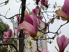 -重庆市江北嘴中央商务区中央公园