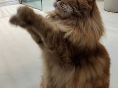 -藏猫猫咖啡主题馆(中央大道店)