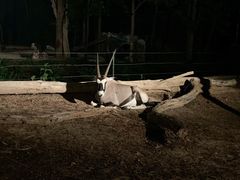 -清迈夜间动物园