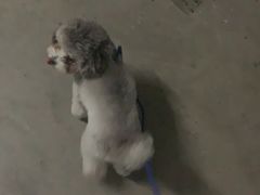 -创凡宠物医院·骨专科  猫科中心(西乡分院)