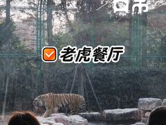 -上海野生动物园老虎餐厅