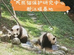 -都江堰中华大熊猫苑
