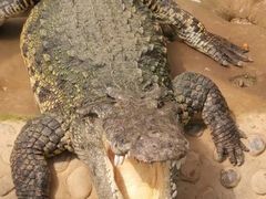 -石家庄市动物园