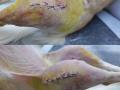 -谐和益家动物医院·免疫绝育·血液透析·宠保定点医院(高新伊藤分院)