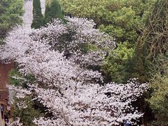 -武汉大学-樱园
