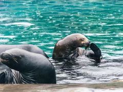 -大连老虎滩海洋公园