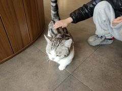 -飞行喵MR PILOT|猫舍·猫咖(静安大融城店)