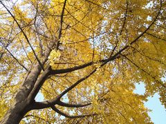 -四川大学(华西校区)