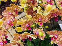 -双季花艺园艺市场(浦东店)