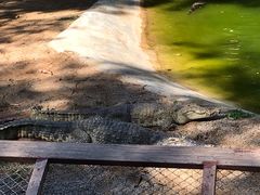 -清迈夜间动物园