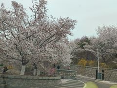 -樱花山风景区