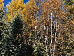 -塞罕坝国家级自然保护区