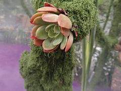 -呀路古热带植物园