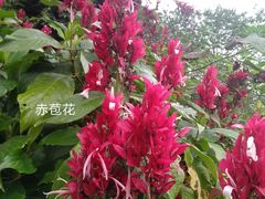 -中国科学院西双版纳热带植物园