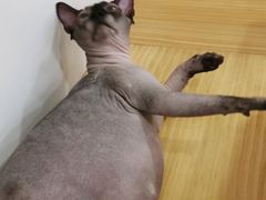 -李小姐の猫咖啡馆(五角场店)