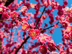 -杭州半山国家森林公园