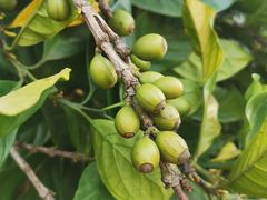 -侯臣咖啡文化村