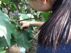 -马陆小张葡萄园农家乐