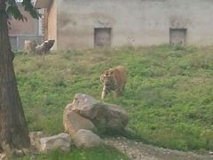 android_upload_pic-西安秦岭野生动物园