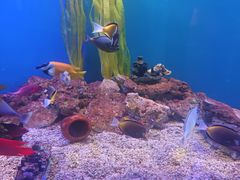 -芜湖新华联大白鲸海洋公园
