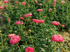 -扬州芍药园(仪征市)