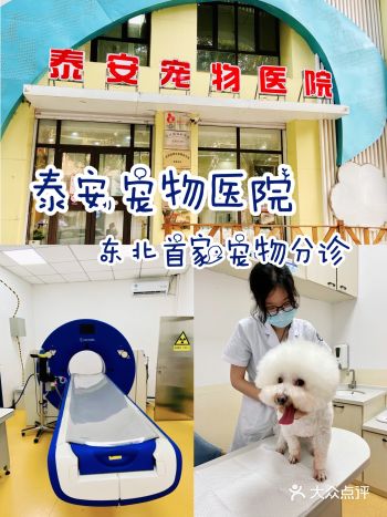 沈阳｜泰安宠物医院，东北首家宠物分诊