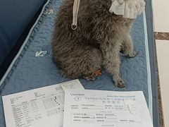 -派美特宠物医院·核磁CT·骨科肿瘤·疑难转诊(沈农禾丰店)