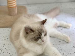 -喵园·猫主题咖啡厅·撸猫·猫咖(国贸店)