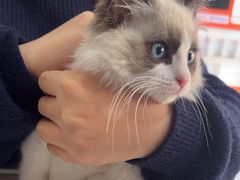 -瑞派名望志远动物医院·猫科·內科·异宠专科(直港大道店)
