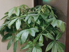 -沪碟·精菜坊(闵行店)