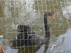 -石家庄市动物园