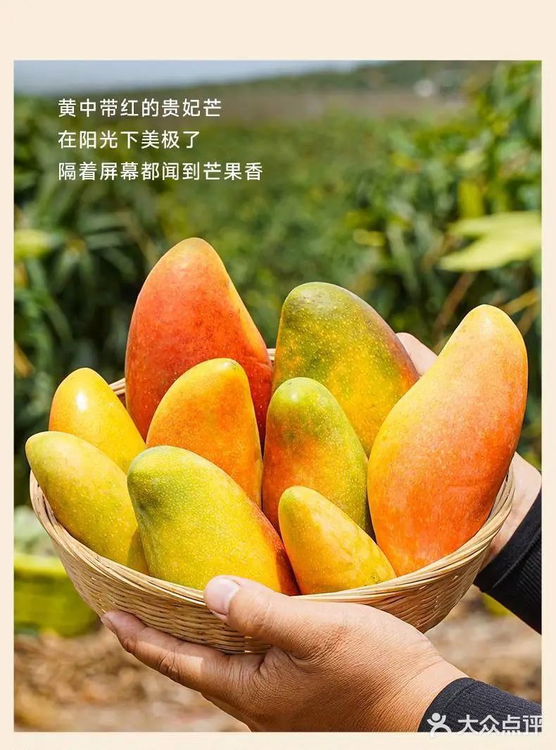 海南貴妃芒，樹上熟的“彩虹布丁”