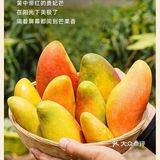 海南貴妃芒，樹上熟的“彩虹布丁”