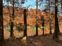 -上海海湾国家森林公园