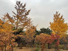 -北京西山国家森林公园
