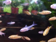 -双季花艺园艺市场(浦东店)