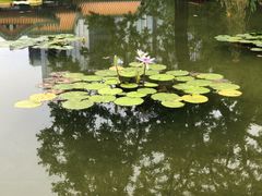 -莲花池公园