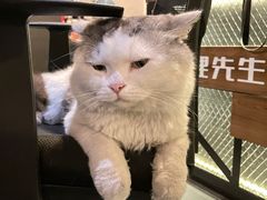 -Mr.Fox狐狸先生超级密室(南山店)