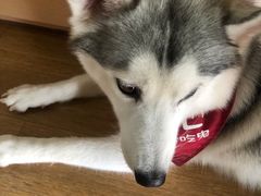 -Husky Go! 哈士奇体验馆·宠物咖啡厅狗咖