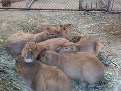 -西霞口神雕山野生动物世界