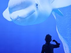 -秦皇岛乐岛海洋王国