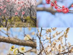 -梅花山(明孝陵内)